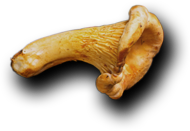 Apna Catering Services HTML Template