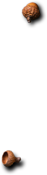 Apna Catering Services HTML Template