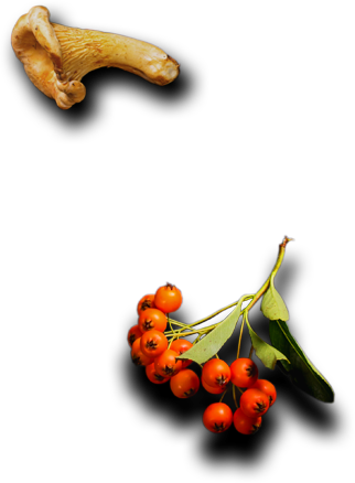 Apna Catering Services HTML Template